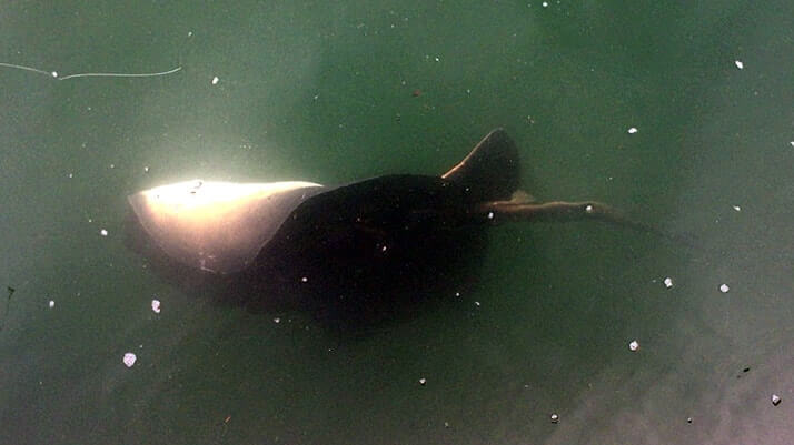 堤防釣りで70cmのヒラメが！千葉南館山での泳がせ釣りで大物GET