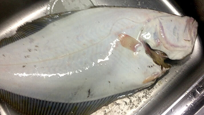 釣った特大ヒラメをさばく！刺身と寿司にして肝醤油で堪能